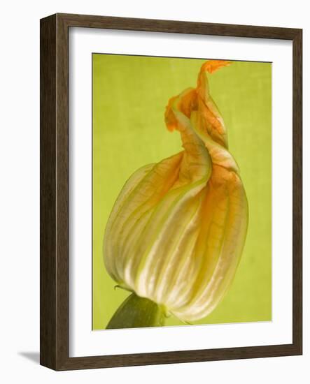 Courgette Flower-null-Framed Photographic Print