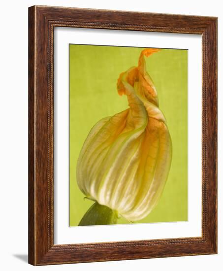 Courgette Flower-null-Framed Photographic Print