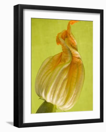 Courgette Flower-null-Framed Photographic Print