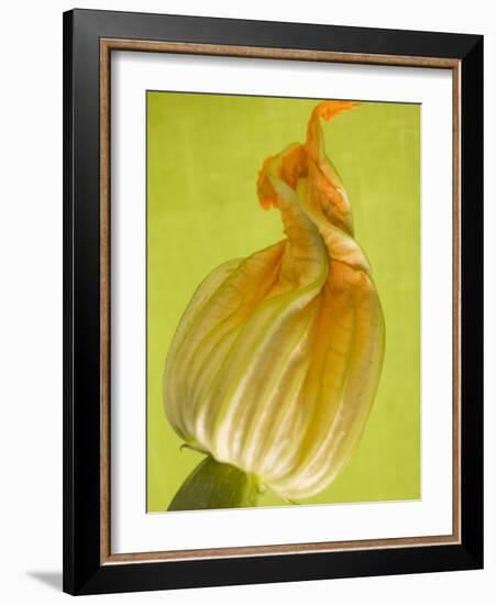 Courgette Flower-null-Framed Photographic Print