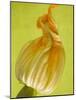 Courgette Flower-null-Mounted Photographic Print