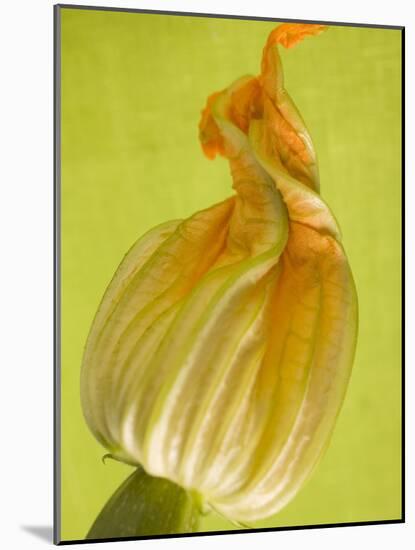 Courgette Flower-null-Mounted Photographic Print