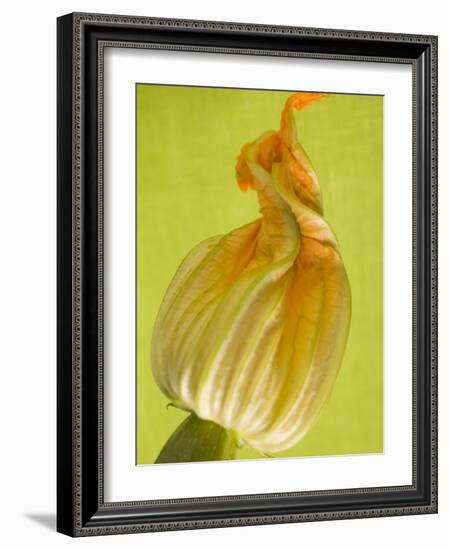 Courgette Flower-null-Framed Photographic Print