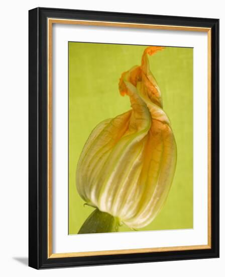 Courgette Flower-null-Framed Photographic Print