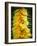 Courgette Flowers on a Market Stall-Marc O^ Finley-Framed Photographic Print