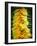 Courgette Flowers on a Market Stall-Marc O^ Finley-Framed Photographic Print