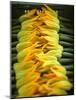 Courgette Flowers on a Market Stall-Marc O^ Finley-Mounted Photographic Print