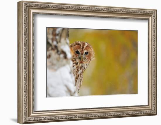 Courious Tawny Owl-Stanislav Duben-Framed Photographic Print