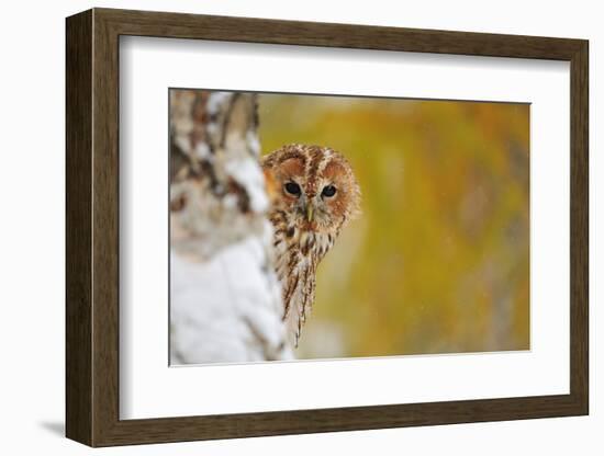 Courious Tawny Owl-Stanislav Duben-Framed Photographic Print