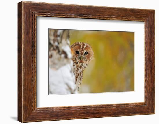 Courious Tawny Owl-Stanislav Duben-Framed Photographic Print