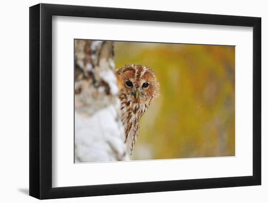 Courious Tawny Owl-Stanislav Duben-Framed Photographic Print