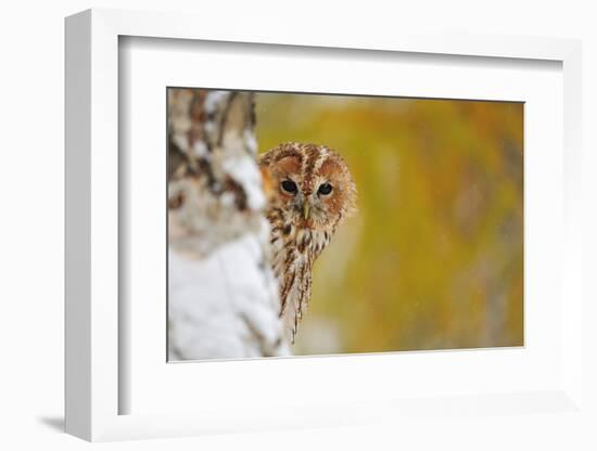 Courious Tawny Owl-Stanislav Duben-Framed Photographic Print