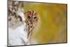 Courious Tawny Owl-Stanislav Duben-Mounted Photographic Print