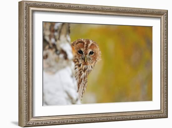 Courious Tawny Owl-Stanislav Duben-Framed Photographic Print