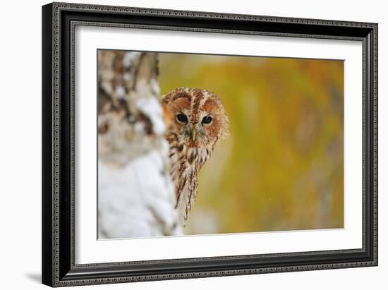 Courious Tawny Owl-Stanislav Duben-Framed Photographic Print