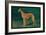 Coursing Greyhound-null-Framed Art Print