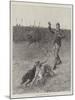Coursing, Slipping the Greyhounds-S.t. Dadd-Mounted Giclee Print