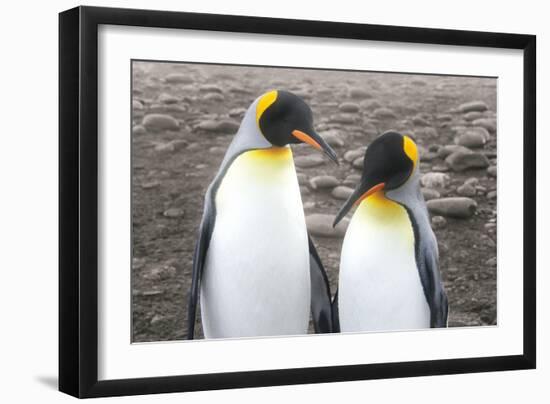 Courting-Wild Apple Portfolio-Framed Art Print