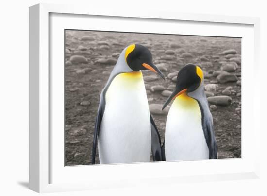 Courting-Wild Apple Portfolio-Framed Art Print