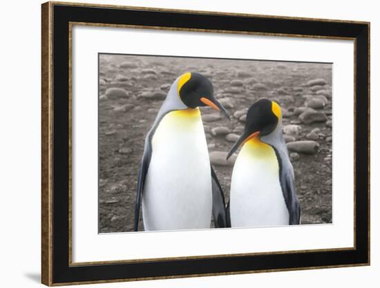 Courting-Wild Apple Portfolio-Framed Art Print