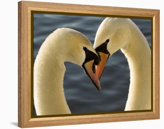 Courtship Display of Mute Swans, Cygnus Olor, Stanley Park, British Columbia, Canada-Paul Colangelo-Framed Premier Image Canvas