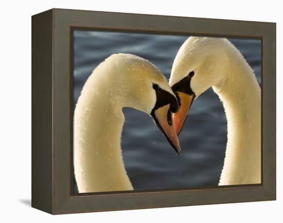 Courtship Display of Mute Swans, Cygnus Olor, Stanley Park, British Columbia, Canada-Paul Colangelo-Framed Premier Image Canvas