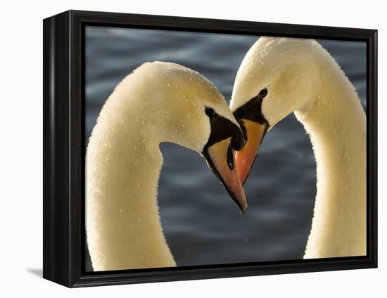 Courtship Display of Mute Swans, Cygnus Olor, Stanley Park, British Columbia, Canada-Paul Colangelo-Framed Premier Image Canvas