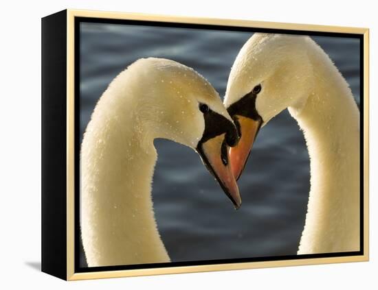 Courtship Display of Mute Swans, Cygnus Olor, Stanley Park, British Columbia, Canada-Paul Colangelo-Framed Premier Image Canvas