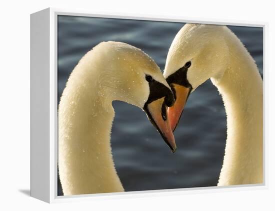 Courtship Display of Mute Swans, Cygnus Olor, Stanley Park, British Columbia, Canada-Paul Colangelo-Framed Premier Image Canvas