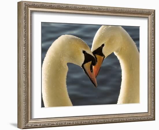 Courtship Display of Mute Swans, Cygnus Olor, Stanley Park, British Columbia, Canada-Paul Colangelo-Framed Photographic Print