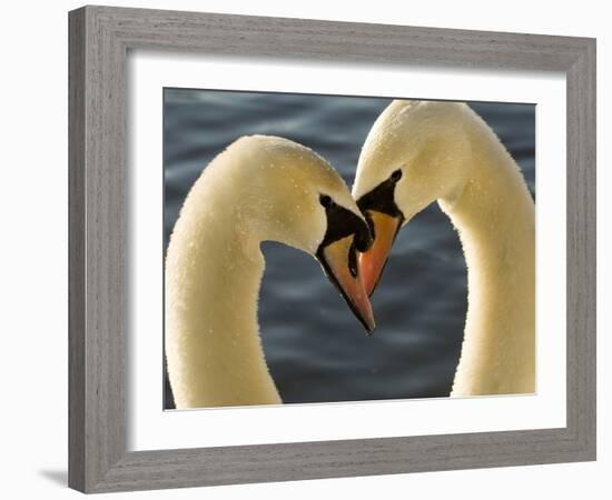 Courtship Display of Mute Swans, Cygnus Olor, Stanley Park, British Columbia, Canada-Paul Colangelo-Framed Photographic Print