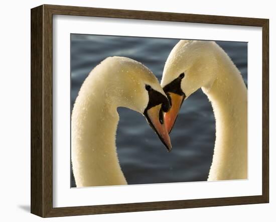 Courtship Display of Mute Swans, Cygnus Olor, Stanley Park, British Columbia, Canada-Paul Colangelo-Framed Photographic Print