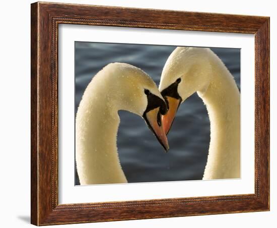 Courtship Display of Mute Swans, Cygnus Olor, Stanley Park, British Columbia, Canada-Paul Colangelo-Framed Photographic Print