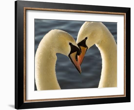 Courtship Display of Mute Swans, Cygnus Olor, Stanley Park, British Columbia, Canada-Paul Colangelo-Framed Photographic Print