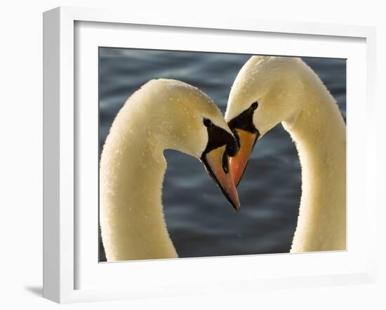 Courtship Display of Mute Swans, Cygnus Olor, Stanley Park, British Columbia, Canada-Paul Colangelo-Framed Photographic Print