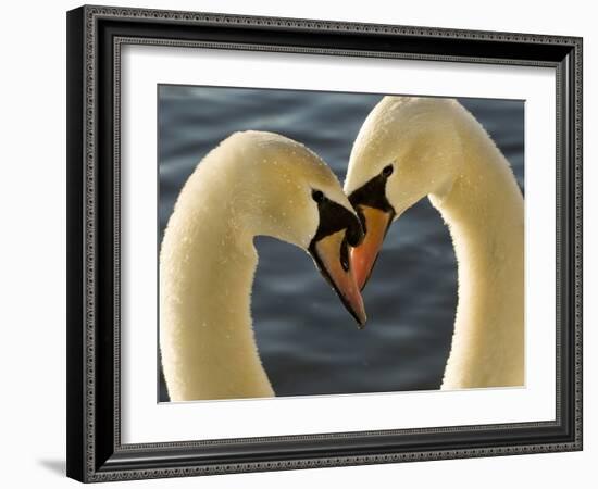 Courtship Display of Mute Swans, Cygnus Olor, Stanley Park, British Columbia, Canada-Paul Colangelo-Framed Photographic Print