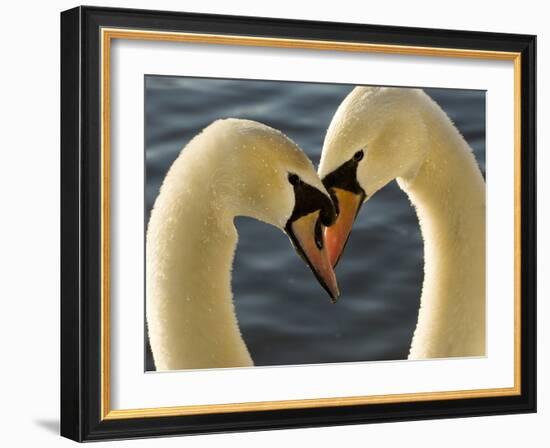 Courtship Display of Mute Swans, Cygnus Olor, Stanley Park, British Columbia, Canada-Paul Colangelo-Framed Photographic Print