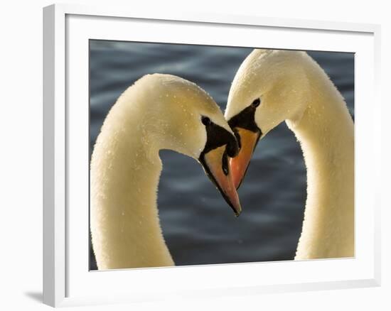 Courtship Display of Mute Swans, Cygnus Olor, Stanley Park, British Columbia, Canada-Paul Colangelo-Framed Photographic Print