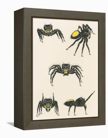 Courtship of the Male Spider of the Corythalia Xanthopa Species, Salticidae-null-Framed Premier Image Canvas