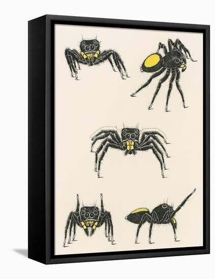 Courtship of the Male Spider of the Corythalia Xanthopa Species, Salticidae-null-Framed Premier Image Canvas