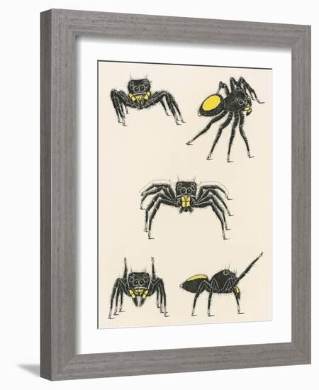 Courtship of the Male Spider of the Corythalia Xanthopa Species, Salticidae-null-Framed Giclee Print