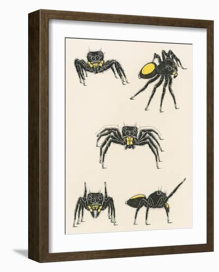 Courtship of the Male Spider of the Corythalia Xanthopa Species, Salticidae-null-Framed Giclee Print
