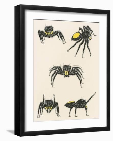 Courtship of the Male Spider of the Corythalia Xanthopa Species, Salticidae-null-Framed Giclee Print