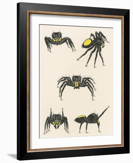 Courtship of the Male Spider of the Corythalia Xanthopa Species, Salticidae-null-Framed Giclee Print