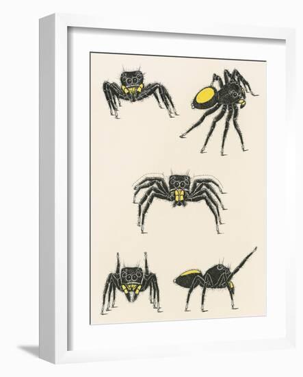 Courtship of the Male Spider of the Corythalia Xanthopa Species, Salticidae-null-Framed Giclee Print