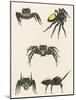 Courtship of the Male Spider of the Corythalia Xanthopa Species, Salticidae-null-Mounted Giclee Print