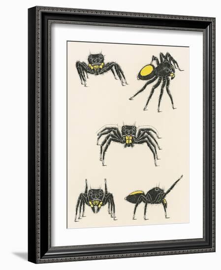 Courtship of the Male Spider of the Corythalia Xanthopa Species, Salticidae-null-Framed Giclee Print