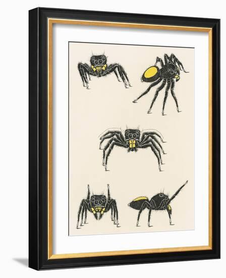 Courtship of the Male Spider of the Corythalia Xanthopa Species, Salticidae-null-Framed Giclee Print