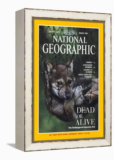 Cover of the March, 1995 National Geographic Magazine-Joel Sartore-Framed Premier Image Canvas