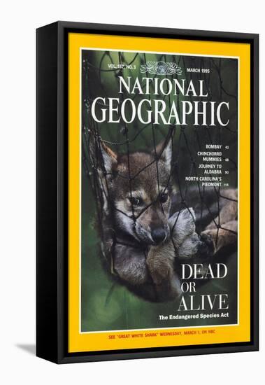 Cover of the March, 1995 National Geographic Magazine-Joel Sartore-Framed Premier Image Canvas